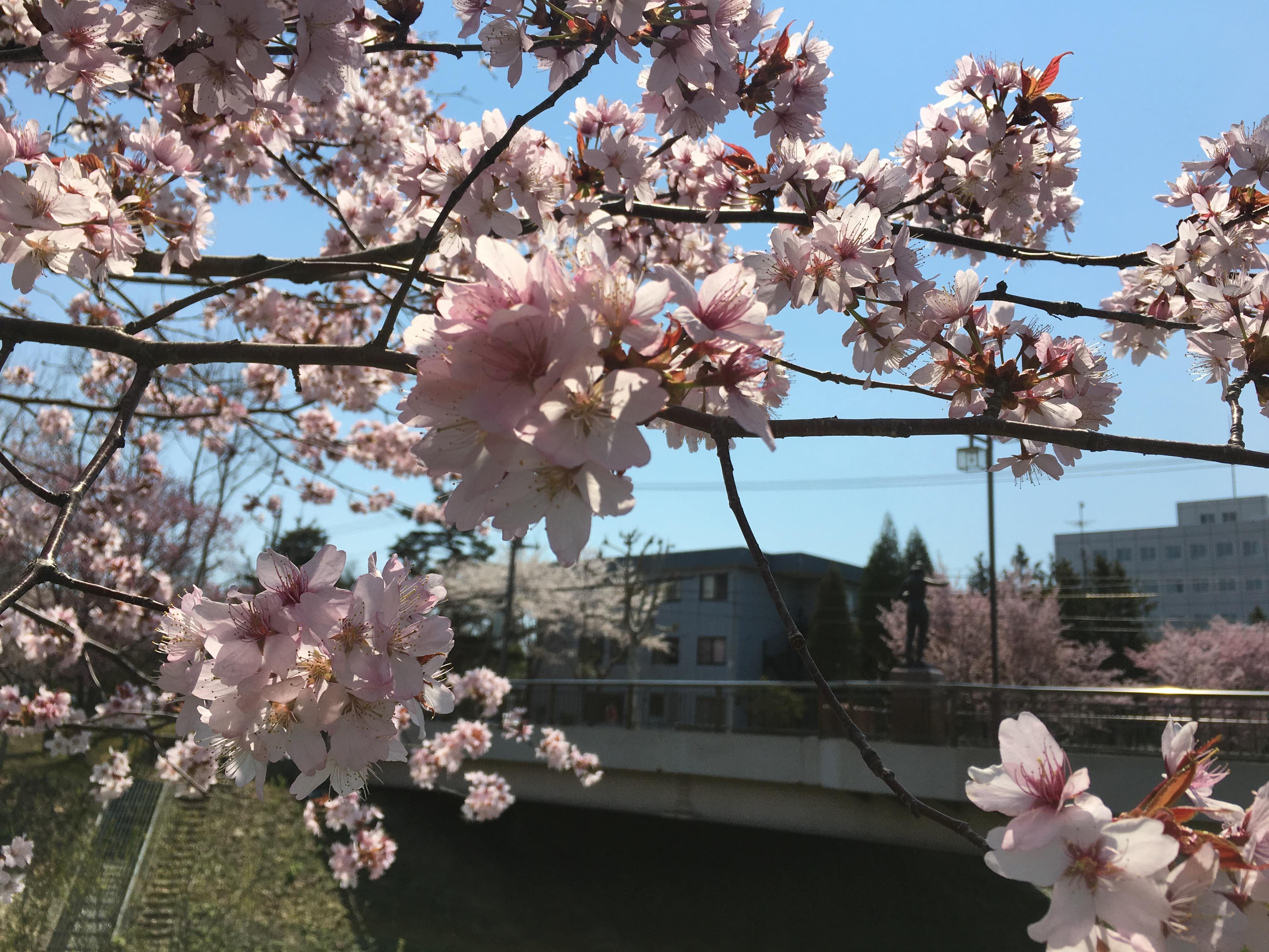 橋　桜　
